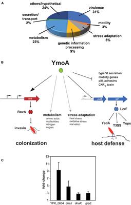 The Small Protein YmoA Controls the Csr System and Adjusts Expression of Virulence-Relevant Traits of Yersinia pseudotuberculosis